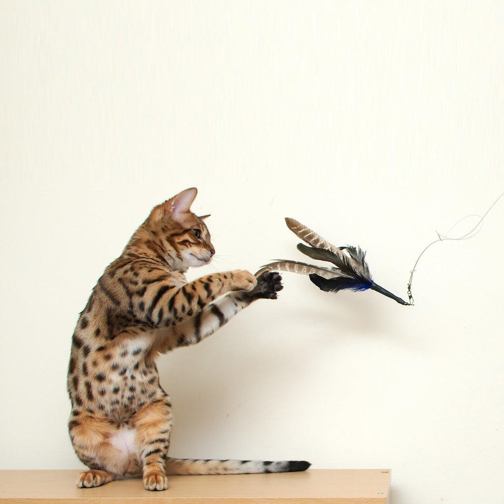 Go Cat Da Bird Original Swivel Cat Feather Teaser