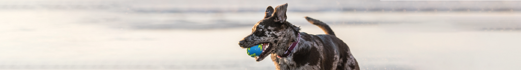 Shop planet dog eco friendly products online in australia