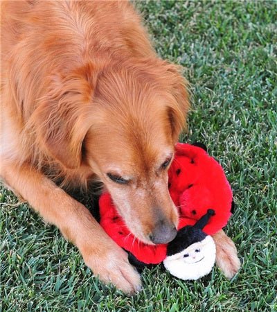 Zippy Paws Squeakie Crawler No Stuffing Speaker Dog Toy - Betsy the Ladybug