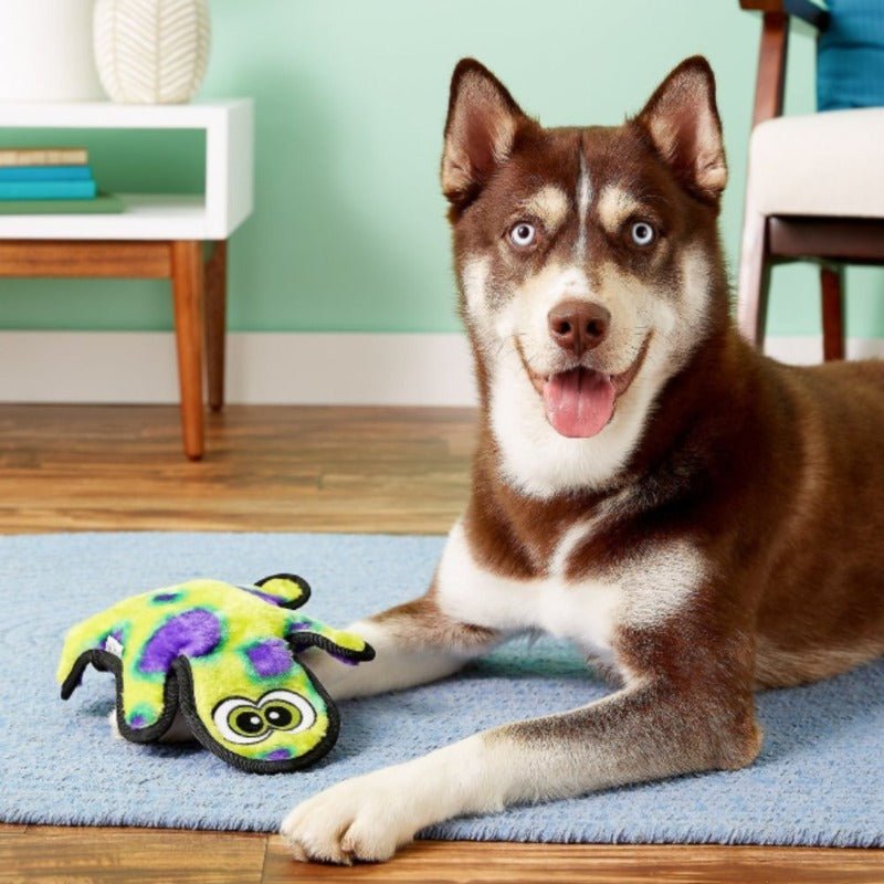 Gecko clearance dog toy