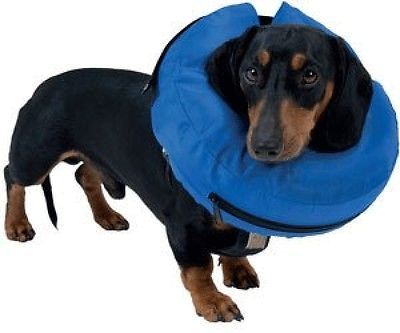 Buster Nylon Inflatable Post Surgery Dog Collar