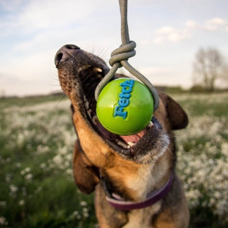 Planet Dog Orbee-Tuff Ball with Rope