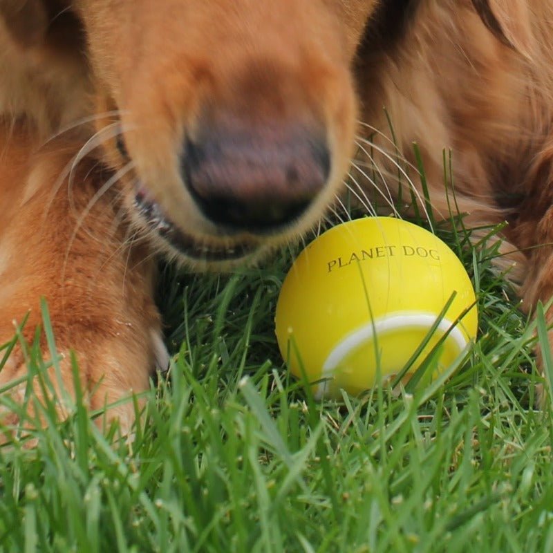 Planet Dog Orbee-Tuff Tennis Ball