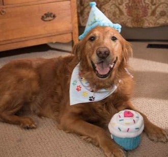 Zippy Paws Plush Squeaker Dog Toy - Cupcake - Blue