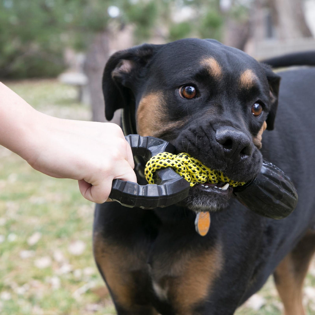 KONG Jaxx Braided Tug