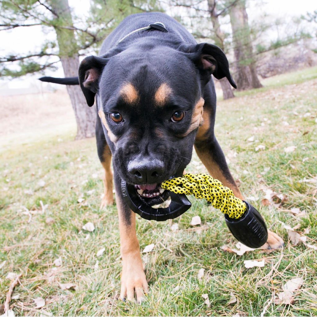 KONG Jaxx Braided Tug