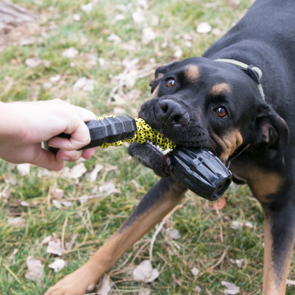 KONG Jaxx Braided Tug