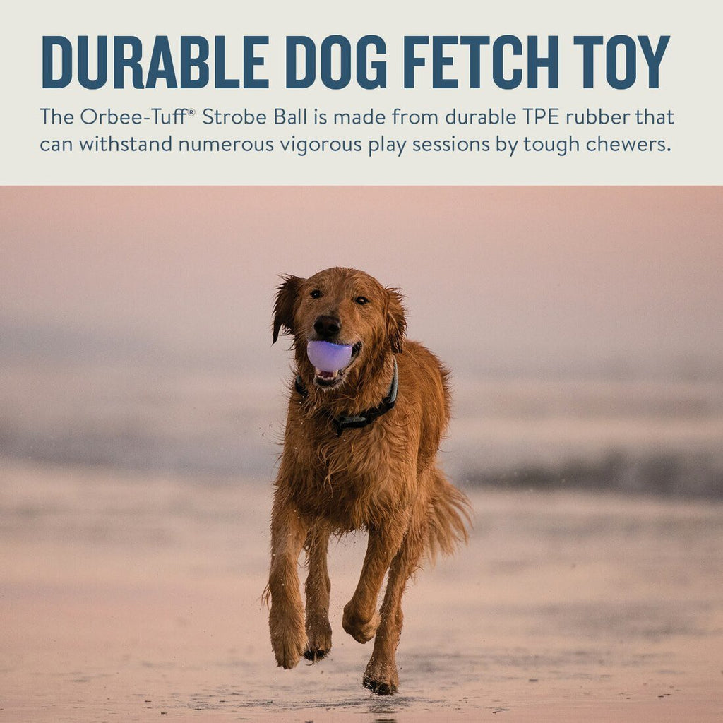 Planet Dog Orbee-Tuff Strobe Ball Light Up Dog Toy - Glow in the Dark