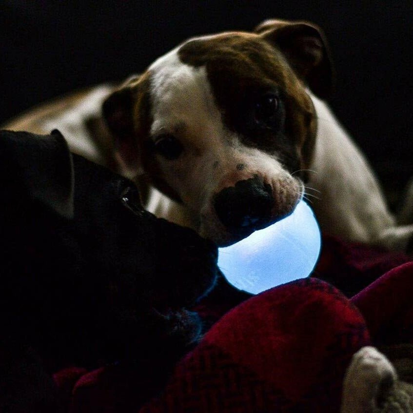 Planet Dog Orbee-Tuff Strobe Ball Light Up Dog Toy - Glow in the Dark