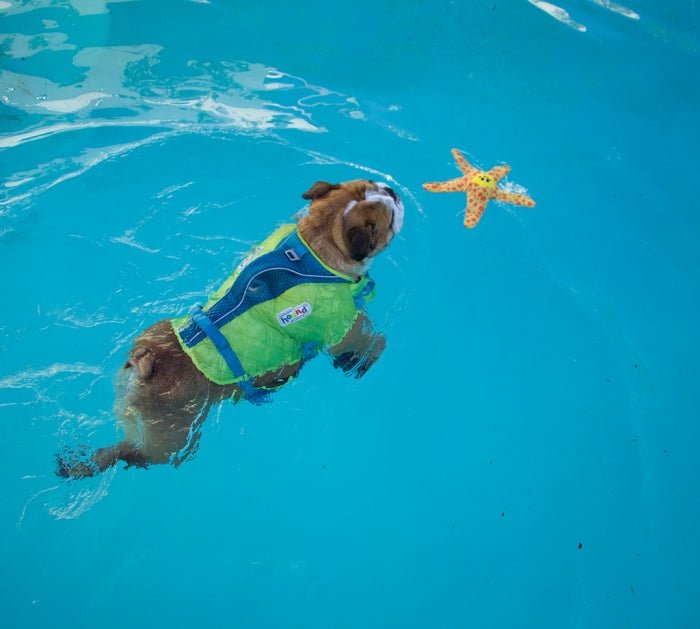 Outward Hound Floatiez Starfish Floating Squeaker Dog Toy