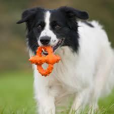 Major Dog Octopus Retrieval Ball - Large - Fetch Toy