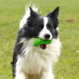 Major Dog Zucchini Treat Toy