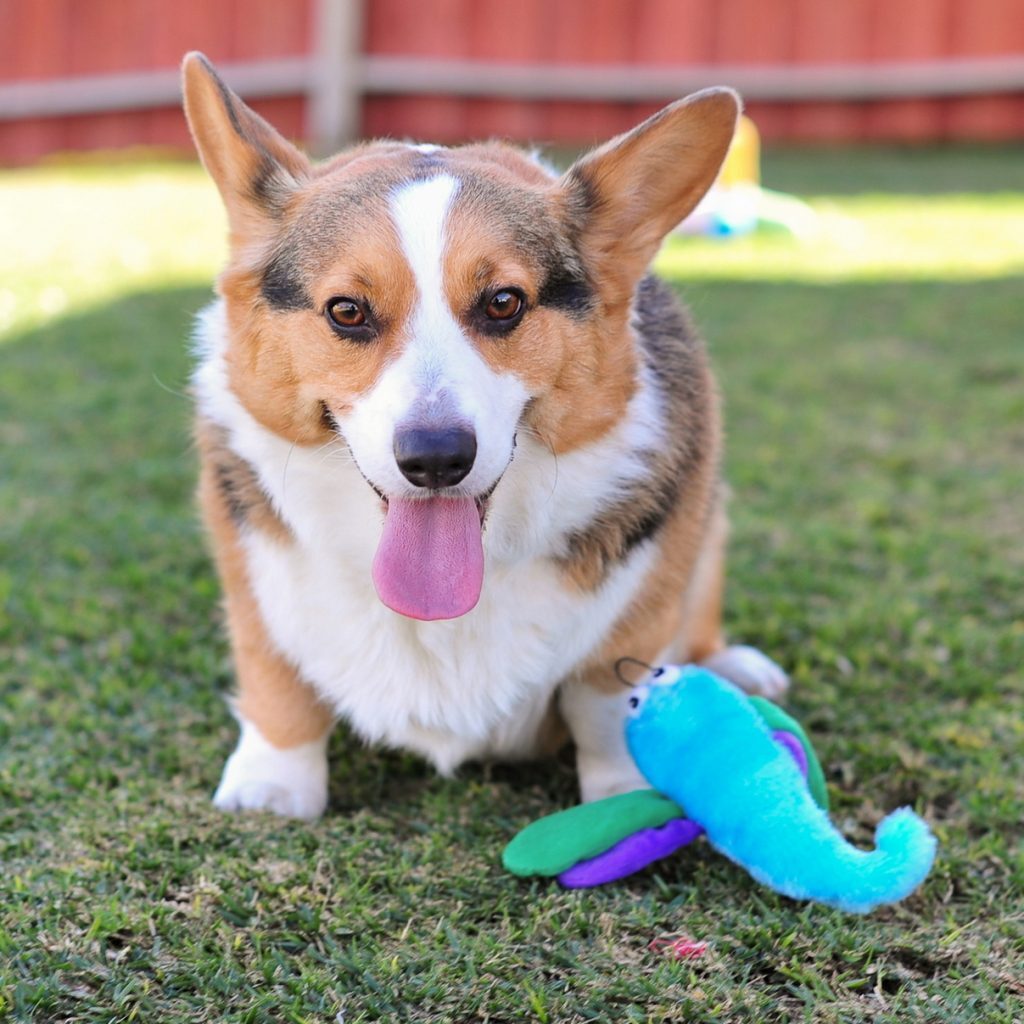 Zippy Paws Crinkle Dragonfly Plush Squeaker Dog Toy