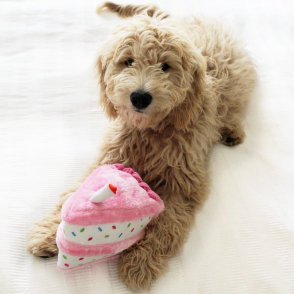 Zippy Paws Plush Birthday Cake with Blaster Squeaker Dog Toy - Pink