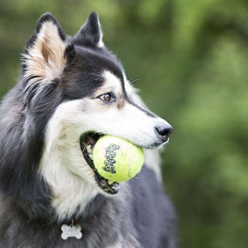 KONG Airdog Squeaker Balls