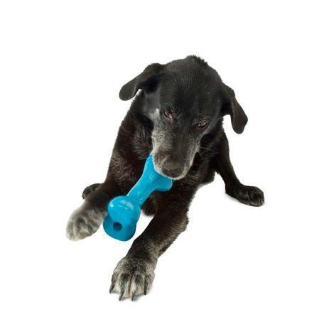 Planet Dog Orbee-Tuff Bone