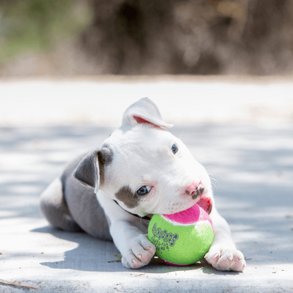 KONG Airdog Squeaker Birthday Balls - 3 Units/3 Packs