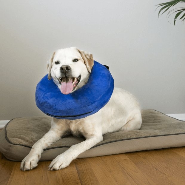 KONG Cloud Collar