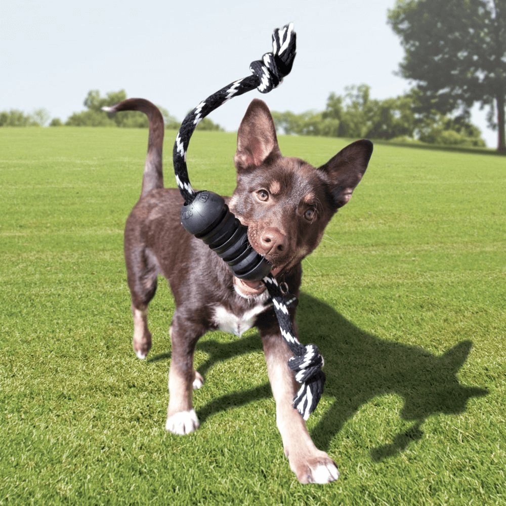 KONG Extreme Dental Dog Toy with Rope - Medium - 3 Units