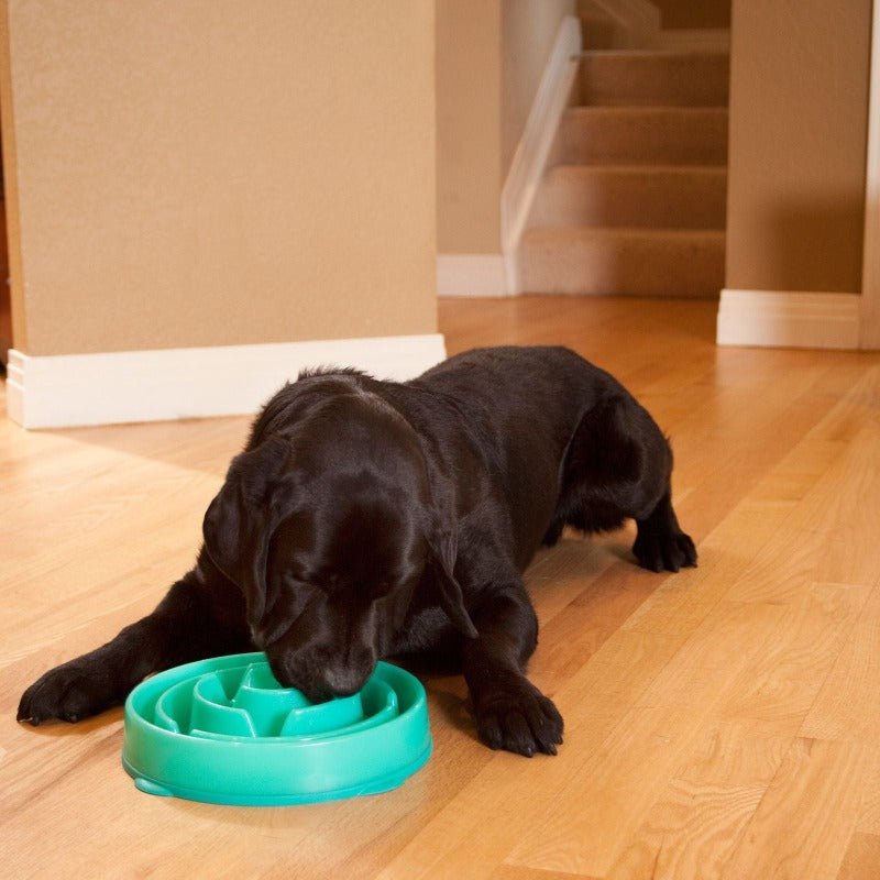 Outward Hound Fun Feeder Slow Bowl - Teal