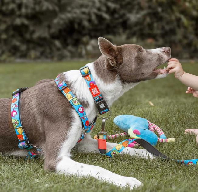 Max & Molly Dog Leash - Little Monsters