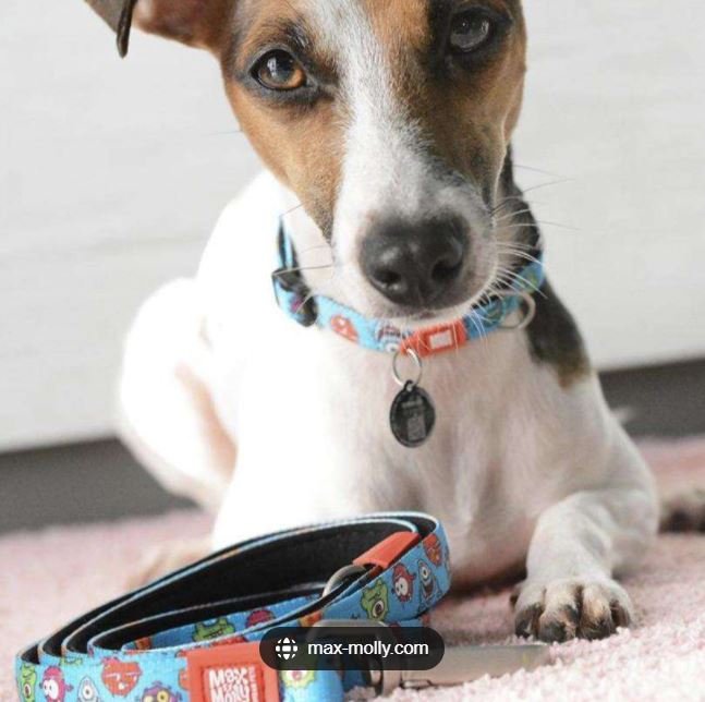 Max & Molly Dog Leash - Little Monsters