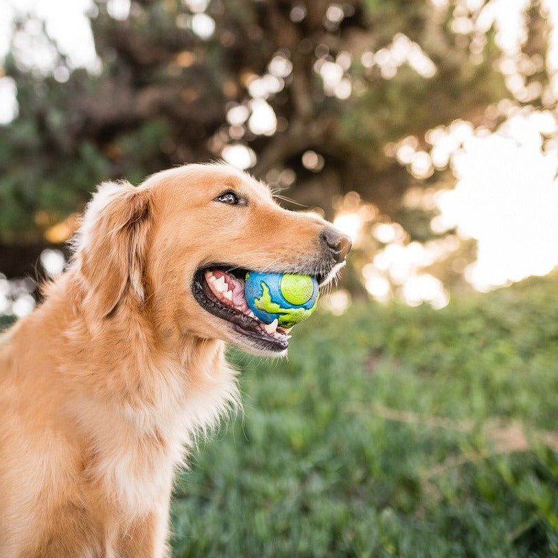 Planet Dog Orbee Blue Green Ball