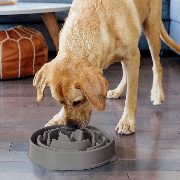 Outward Hound Fun Feeder - Grey