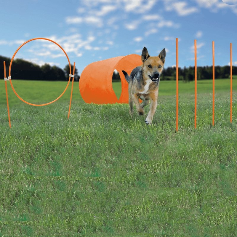 Outward Hound Zip Zoom Agility Kit Outdoor