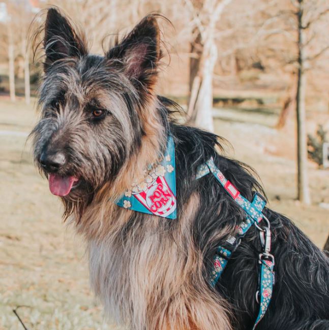 Max & Molly Dog Leash - Popcorn