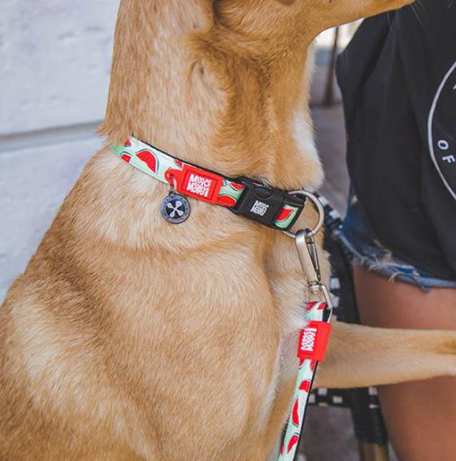 Max & Molly Dog Leash - Watermelon