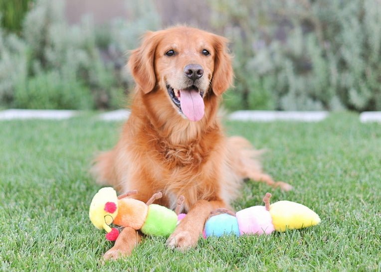 Zippy Paws Long Caterpillar 6 Squeakers Plush No Stuffing Dog Toy